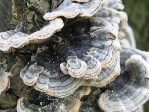 Trametes versicolor