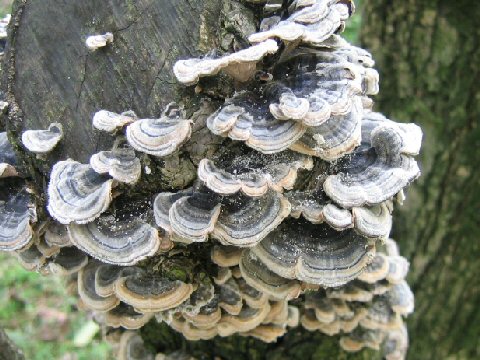 Trametes versicolor