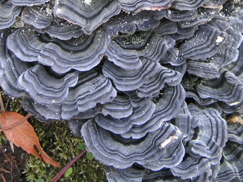 Trametes versicolor