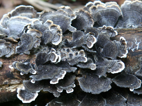 Trametes versicolor