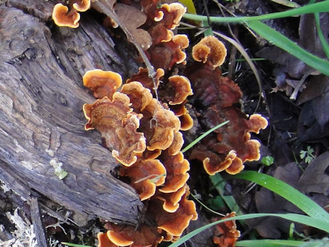 Trametes versicolor