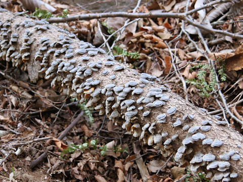 Trametes versicolor