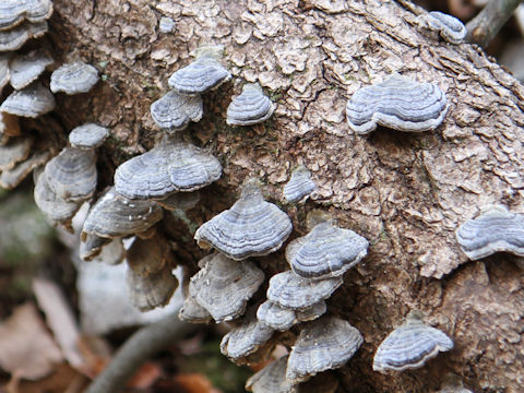 Trametes versicolor