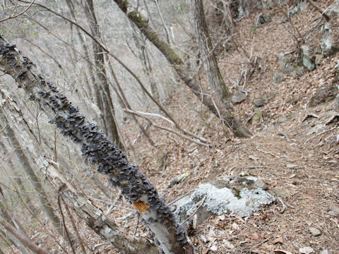 Trametes versicolor