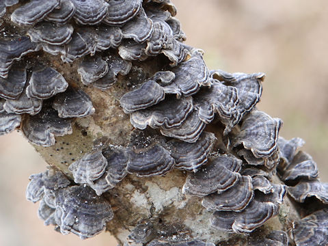 Trametes versicolor