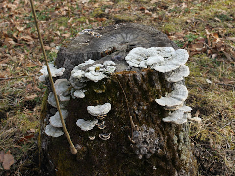 Trametes versicolor