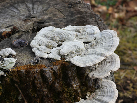 Trametes versicolor