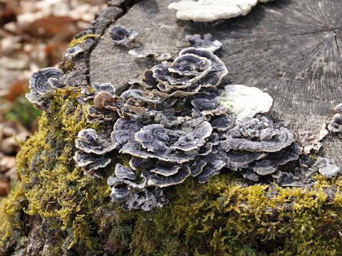 Trametes versicolor