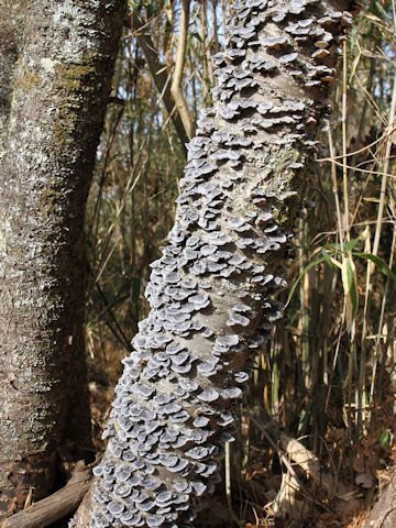 Trametes versicolor