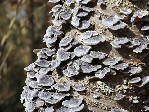 Trametes versicolor