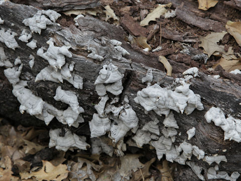 Trametes versicolor