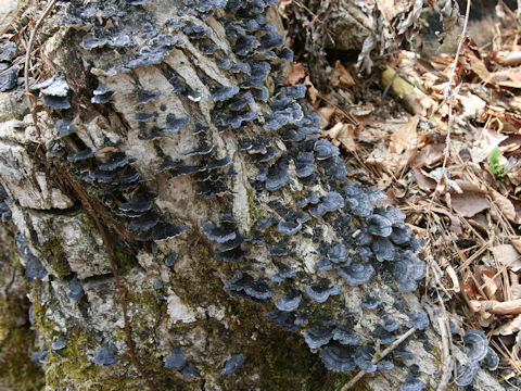 Trametes versicolor