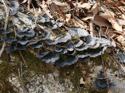 Trametes versicolor