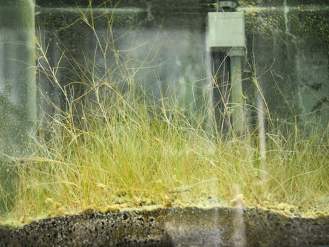 Ruppia maritima