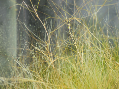 Ruppia maritima
