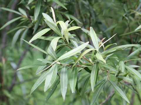 Salix gilgiana