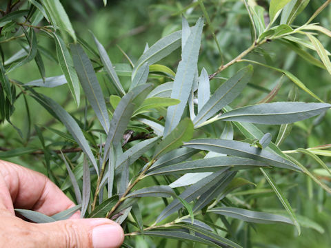 Salix gilgiana