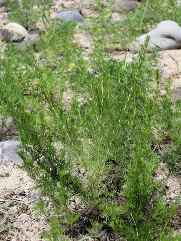 Artemisia capillaris