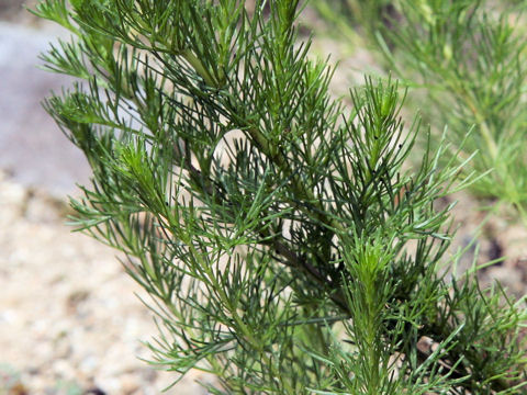 Artemisia capillaris