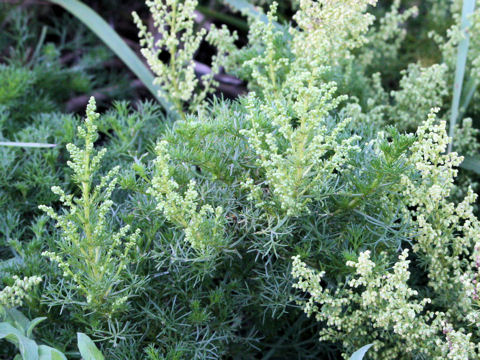 Artemisia capillaris