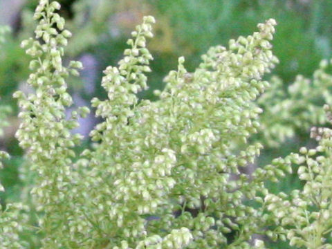 Artemisia capillaris