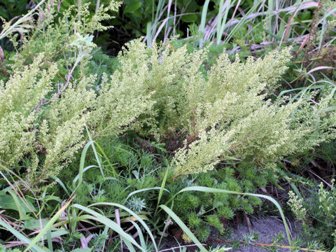 Artemisia capillaris