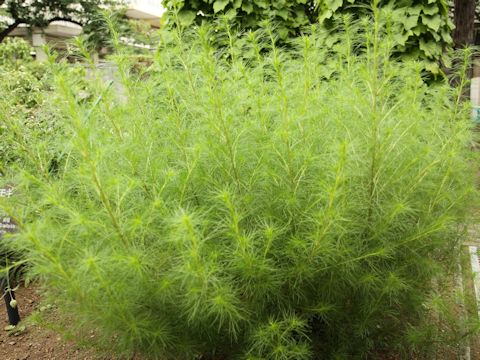 Artemisia capillaris