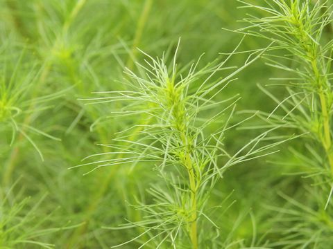 Artemisia capillaris