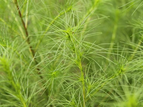 Artemisia capillaris