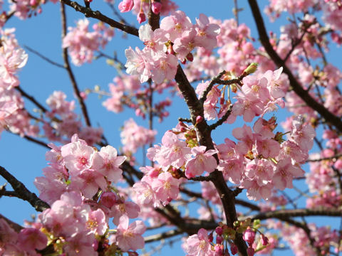 Prunus x kanzakura cv. Kawazu-zakura