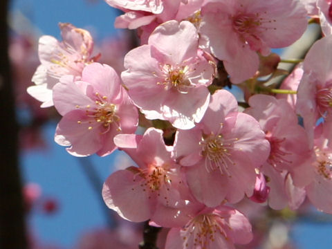 Prunus x kanzakura cv. Kawazu-zakura