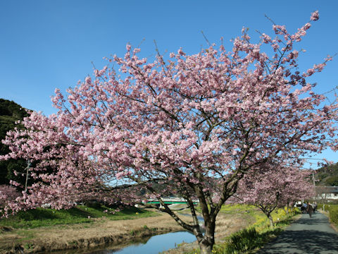 Prunus x kanzakura cv. Kawazu-zakura