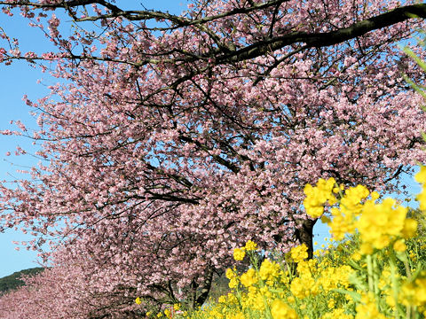 Prunus x kanzakura cv. Kawazu-zakura