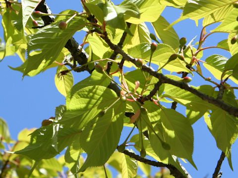 Prunus x kanzakura cv. Kawazu-zakura