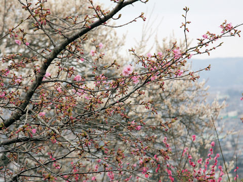 Prunus x kanzakura cv. Kawazu-zakura