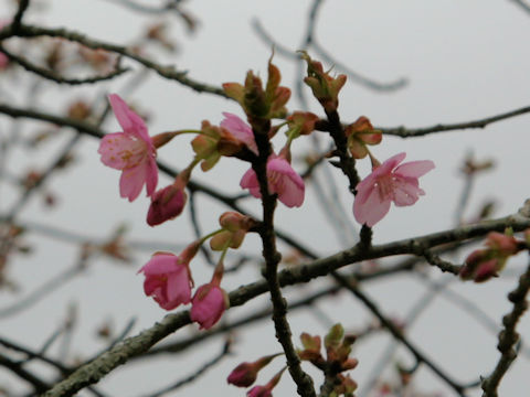 Prunus x kanzakura cv. Kawazu-zakura