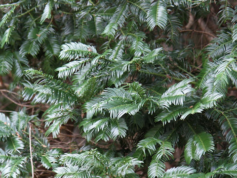 Torreya nucifera