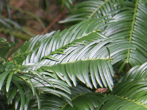 Torreya nucifera