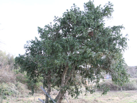 Torreya nucifera