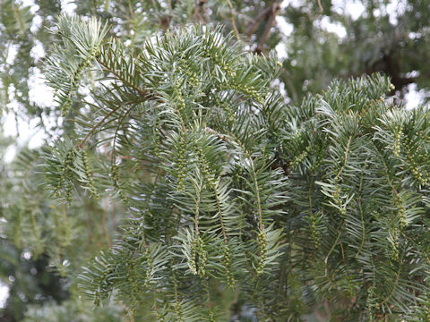 Torreya nucifera