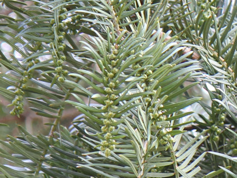 Torreya nucifera