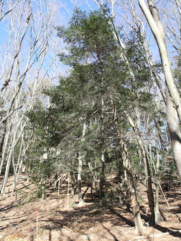 Torreya nucifera