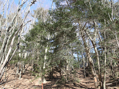 Torreya nucifera