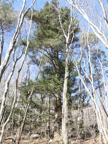 Torreya nucifera