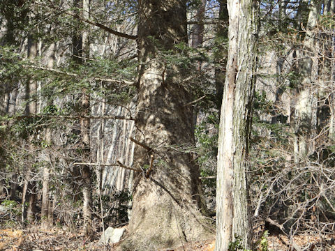 Torreya nucifera