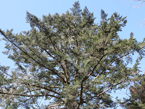 Torreya nucifera