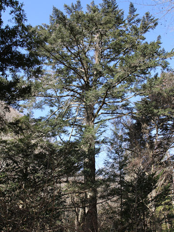 Torreya nucifera