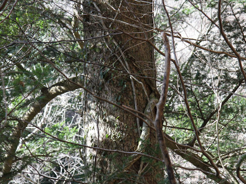 Torreya nucifera