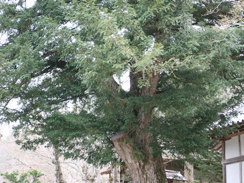 Torreya nucifera