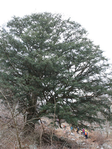 Torreya nucifera